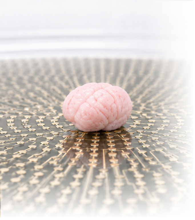 Living neural proxy on a microelectrode array